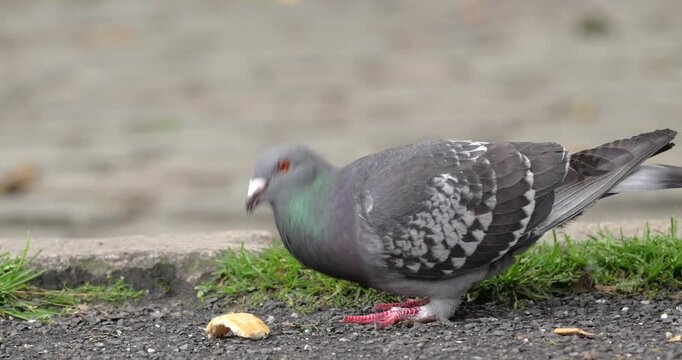 Two rock pigeons competing over a piece of bread on a city street in Antwerp.