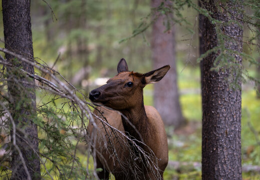 A Closeup Portrait of a Elk Cow in the Woods in Banff National Park