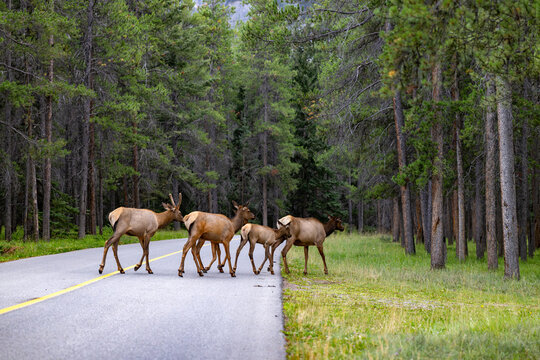 A herd of Elk Cross the Road in Banff National Park Canada