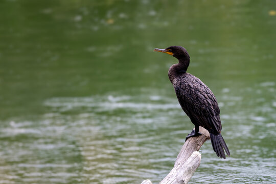 A Double-Crested Cormorant Bird Closeup on a Lake in Canada