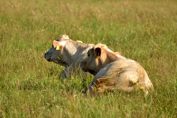 Rinderherde auf Weide
