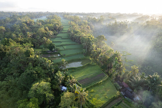 Bali Rice Fields at Sunrise