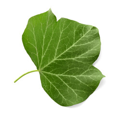 Obraz premium Leaf of ivy tree on white background