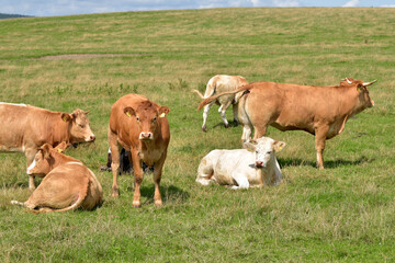 Rinderherde auf Weide