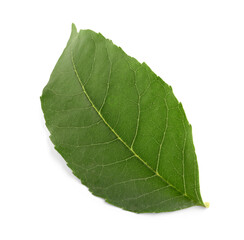 Obraz premium Green leaf on white background