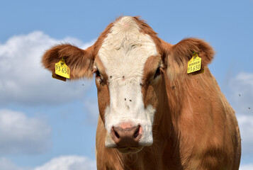 Rinderherde auf Weide