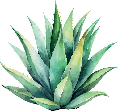 Holistic Aloe Vera Plant Botanical Classic Watercolor Vector Illustration