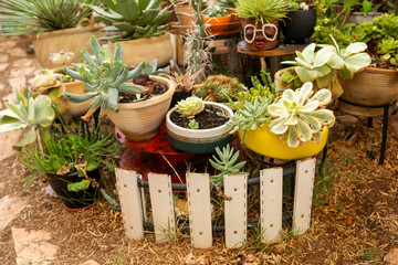 Colorful Succulent Garden Showcases Diverse Plant Life in Sunny Space