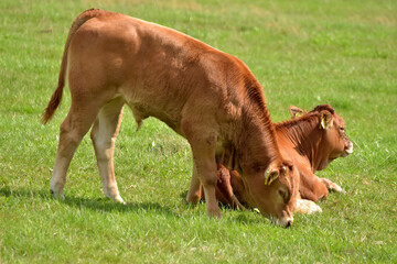 Rinderherde auf Weide