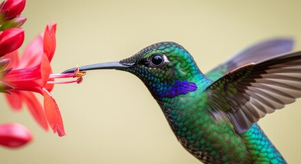 Jewel of the Air: Close-up of Hummingbird Hovering at a Bloom