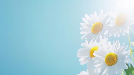 41.A crisp, close-up shot of white daisies with bright yellow centers, set against a smooth blue background, capturing the pure essence of nature and simplicity in a vibrant yet calming manner.