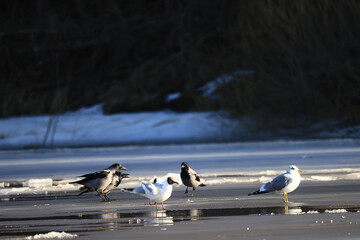 Seagulls are sitting on an ice floe, spring ice in the river and migratory birds have returned