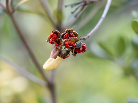 冬に裂けて赤い種を見せるトベラの果実
