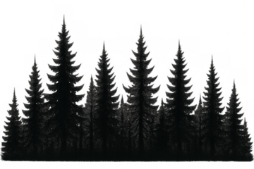 Forest landscape silhouette featuring a row of dark evergreen pine trees, nature concept, transparent background for design