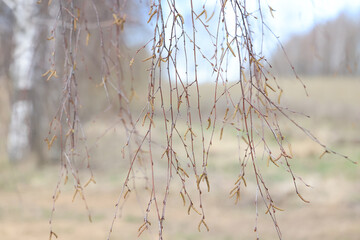 Landscape of early spring, trees and nature waking up, branches without leaves, first buds on the trees