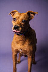 Cute funny Shelter dog posing looking for adoption