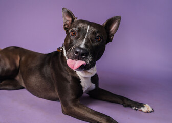 Cute funny Shelter dog posing looking for adoption