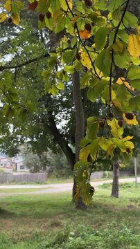 trees in the park. The wind is shaking the leaves on the branch. Green leaves on the tree.