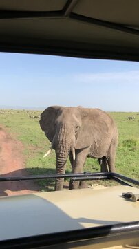 Point of view from a safari car watching a large African elephant walking on a dirt road in the savanna. Wildlife encounter on a game drive