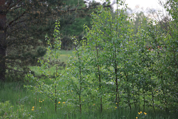 Fototapeta premium Fresh green summer background in the village, plants nature backdrop