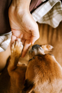 The dog put its paw on the man's hand