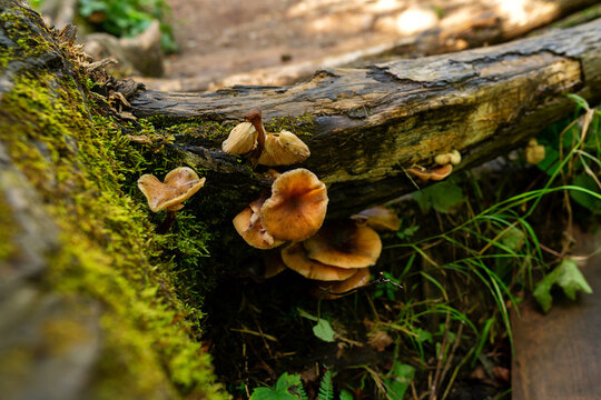 Clusters of brown mushrooms grow from a mossy decaying forest trunk, surrounded by grass and wild plants, highlighting woodland biodiversity and natural decomposition cycles. Nature of Sakhalin Island