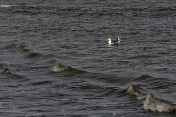 White and grey seagull floats alone on dark rippling ocean waters near the coast, with small waves surrounding the bird under natural daylight