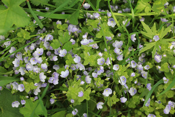 Small blue flowers, natural ground cover, fast-growing plants