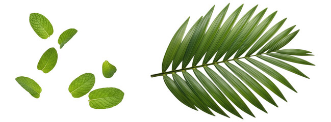 Fresh mint leaves floating near a vibrant green palm frond isolated on a clean transparent background perfect for tropical design herbal tea recipes or natural
