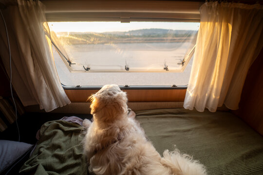Fototapeta Relaxed dog enjoying sunset view from camper window bed