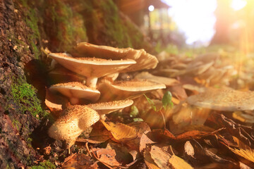 Autumn park background landscape, trees in warm tones, nature photography