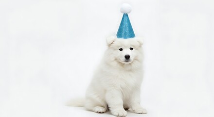 Adorable Samoyed puppy wearing a blue party hat