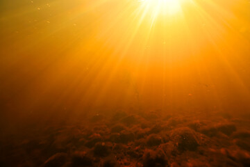 dirty muddy water underwater photo, yellow water, sunlight underwater, swamp or river golden hue