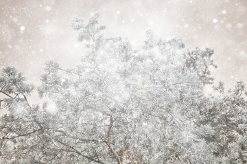 Obraz premium winter night nature background, tree branches winter snowfall background