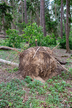 Roots of fallen trees in the forest