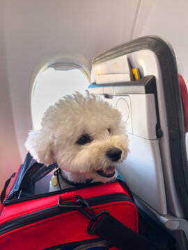 Dog Traveling in an Airplane Cabin With Its Owner