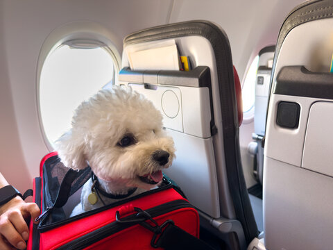 Bichon Frise Traveling in a Pet Carrier on an Airplane