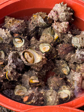 Fresh Seafood Collection in a Red Bucket at a Coastal Market