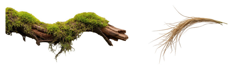 Moss covered dead wood branch and dry palm leaf fiber isolated on transparent background for terrarium design aquarium decoration jungle theme nature elements