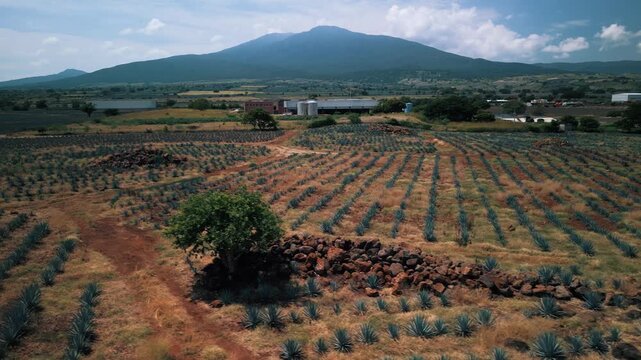 Aerial Drone Footage of Agave Fields in Tequila, Mexico &mdash; Blue Agave Rows, Scenic Farmland Patterns, and Iconic Landscape of Jalisco&rsquo;s Tequila-Producing Region