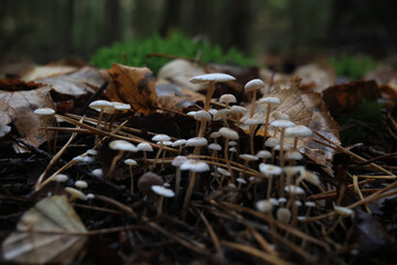 Small inedible mushrooms in the forest, macro photo of nature