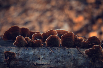 Small inedible mushrooms in the forest, macro photo of nature
