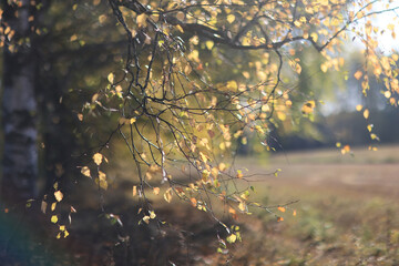 branches with autumn yellow leaves on trees, autumn background