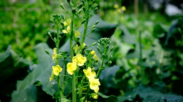 Super close up of bolting or blooming broccoli and moving camera away revealing more plants growing in organic vegetable garden