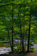 Fototapeta premium 714-101 Copse of Trees