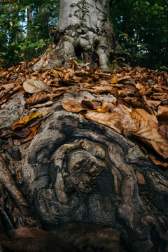 Tree roots with mysterious pattern
