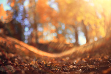 Autumn sunny landscape, view in the rays of a sunny autumn day in the park