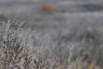 Fototapeta premium Dry autumn grass in the field, autumn view background, nature