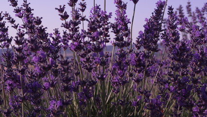 Lavender Flowers Field: Close-up of purple blossoms blooming beautifully in a summer field,...