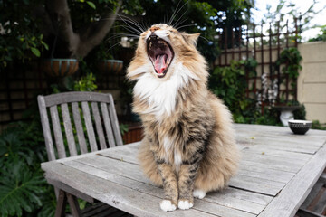 MANCOON CAT ON A TABLE 